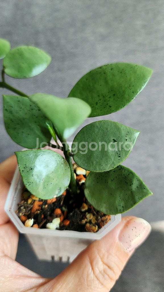 호야 민트코인--8