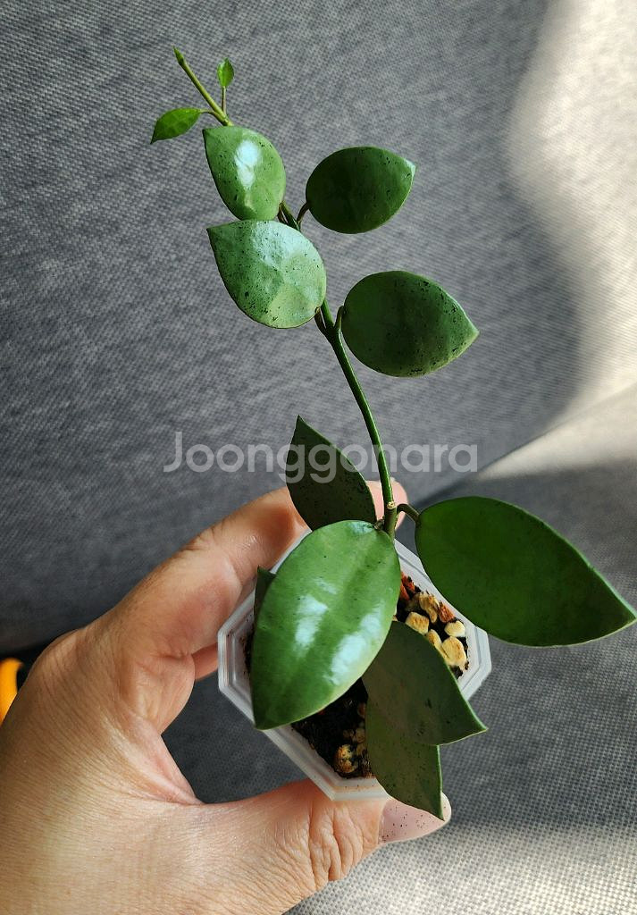 호야 민트코인--9