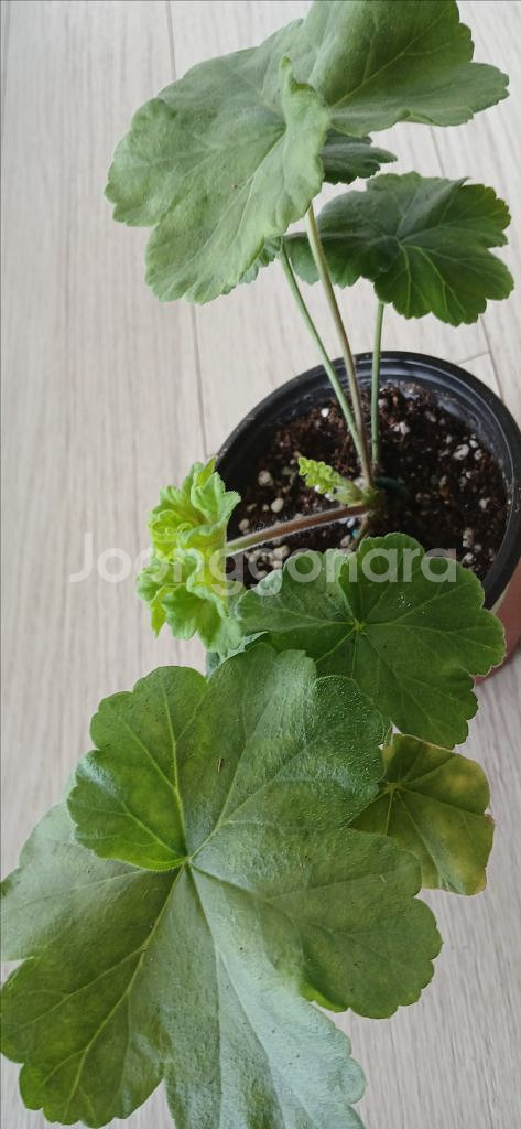 제라늄분양(이브닝 벨)--0