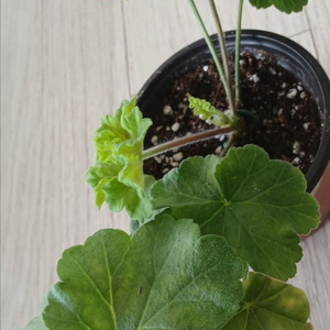 제라늄분양(이브닝 벨)