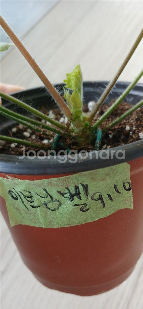 제라늄분양(이브닝 벨)--1