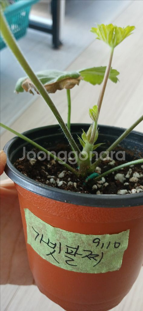 제라늄 화분 (가넷팔찌)--0