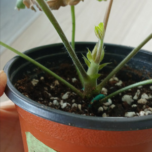 제라늄 화분 (가넷팔찌)