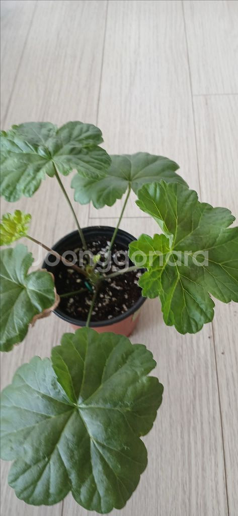 제라늄 화분 (가넷팔찌)--1