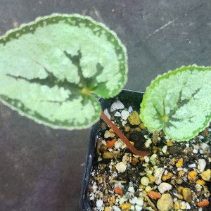 베고니아 딘두이 실버