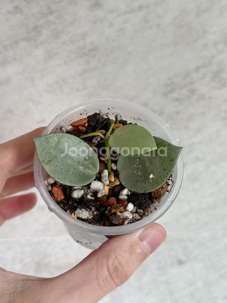 호야 민트코인--0