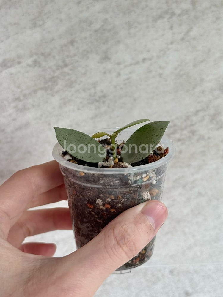 호야 민트코인--1