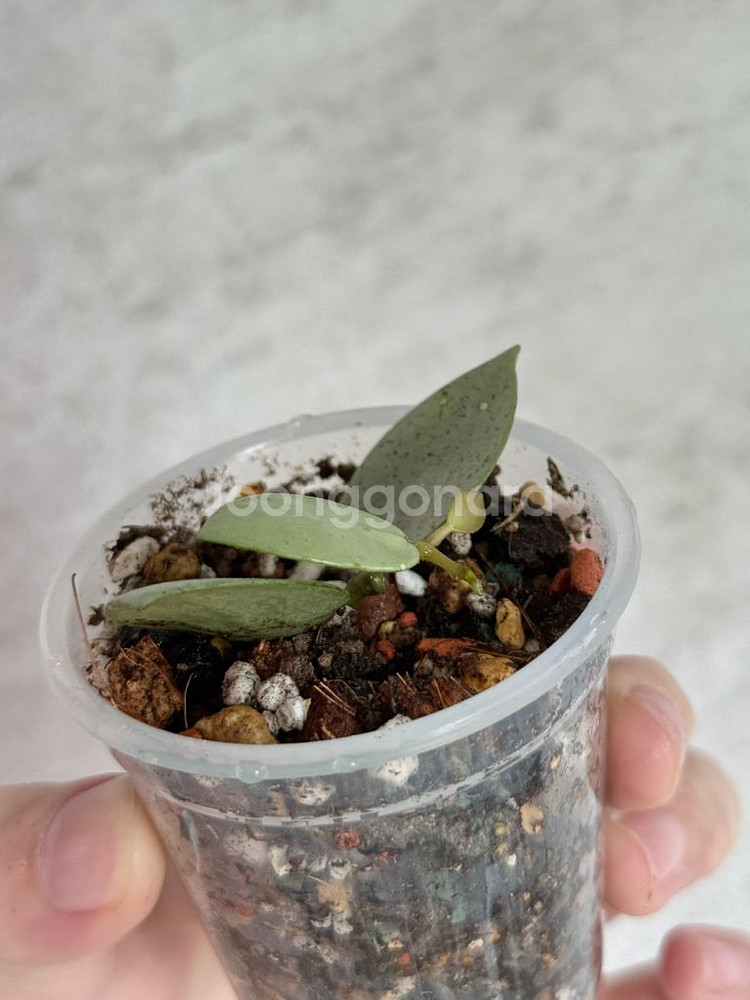 호야 민트코인--2