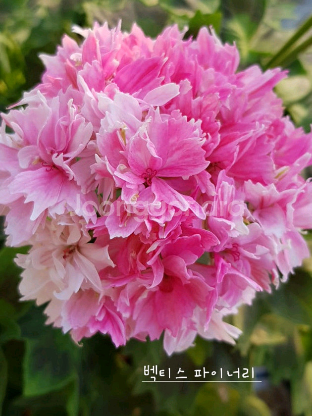 스텔라제라늄 3종--0