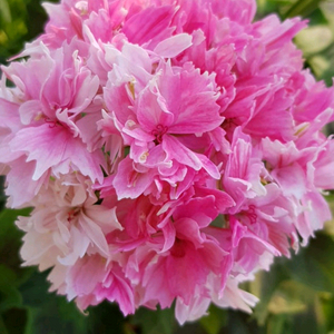 스텔라제라늄 3종