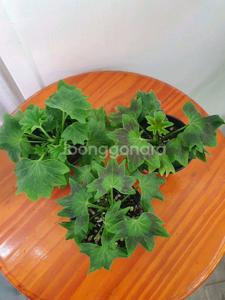 스텔라제라늄 3종--3