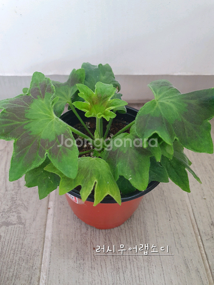 스텔라제라늄 3종--5