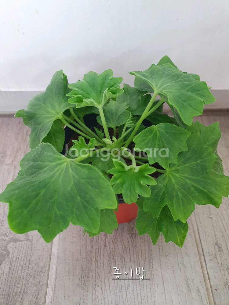 스텔라제라늄 3종--4