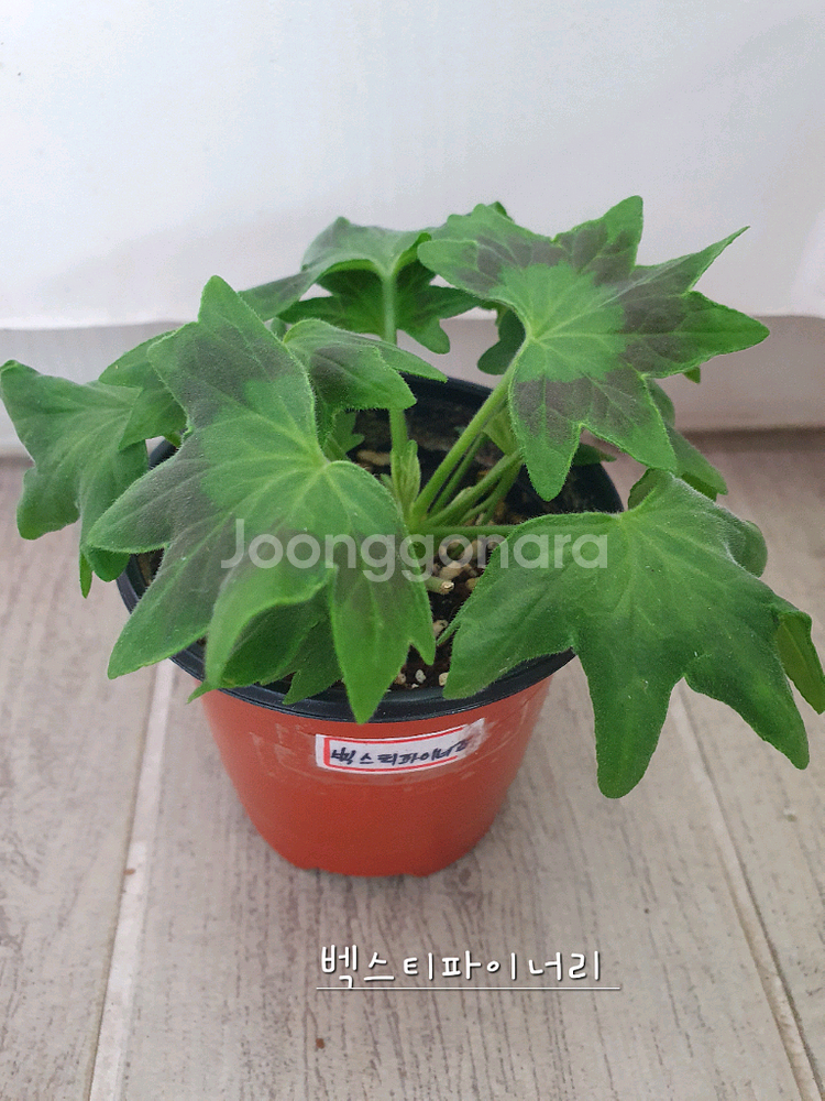 스텔라제라늄 3종--6