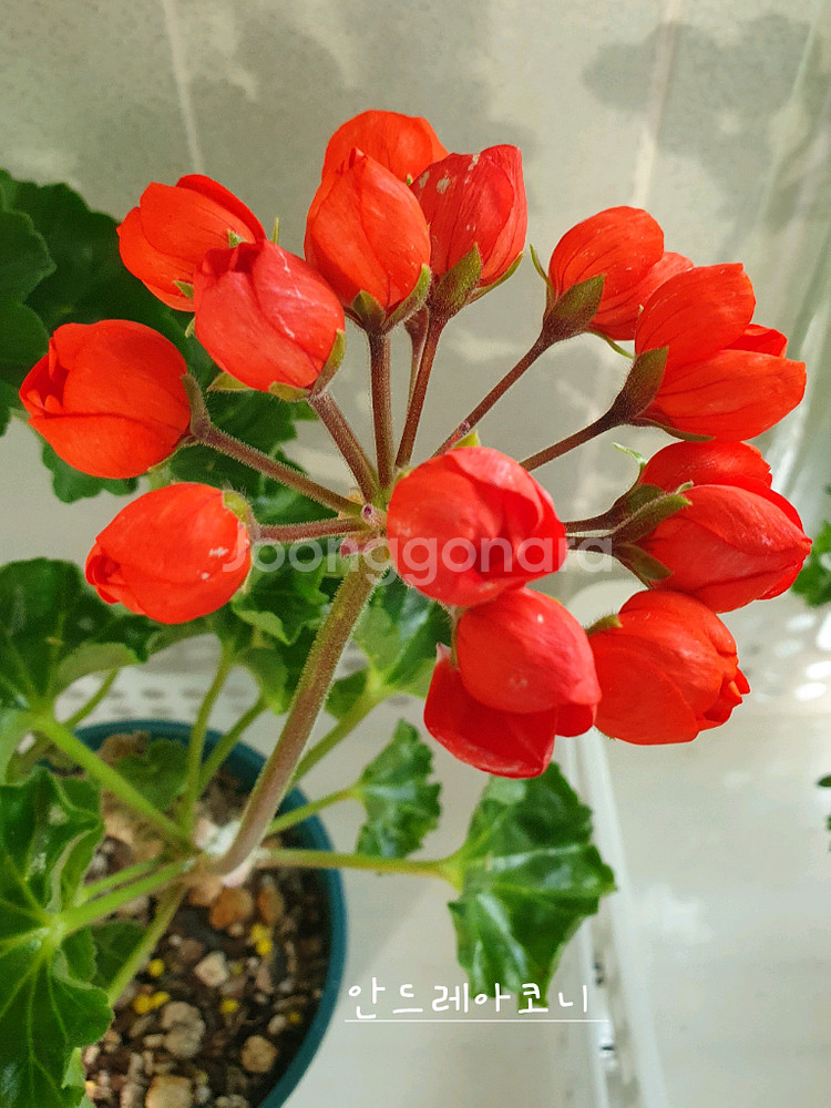 제라늄 안드레아 코니--0