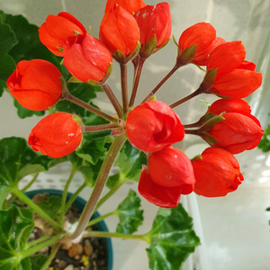 제라늄 안드레아 코니