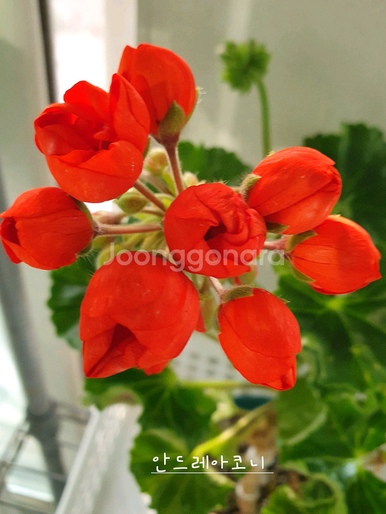 제라늄 안드레아 코니--1