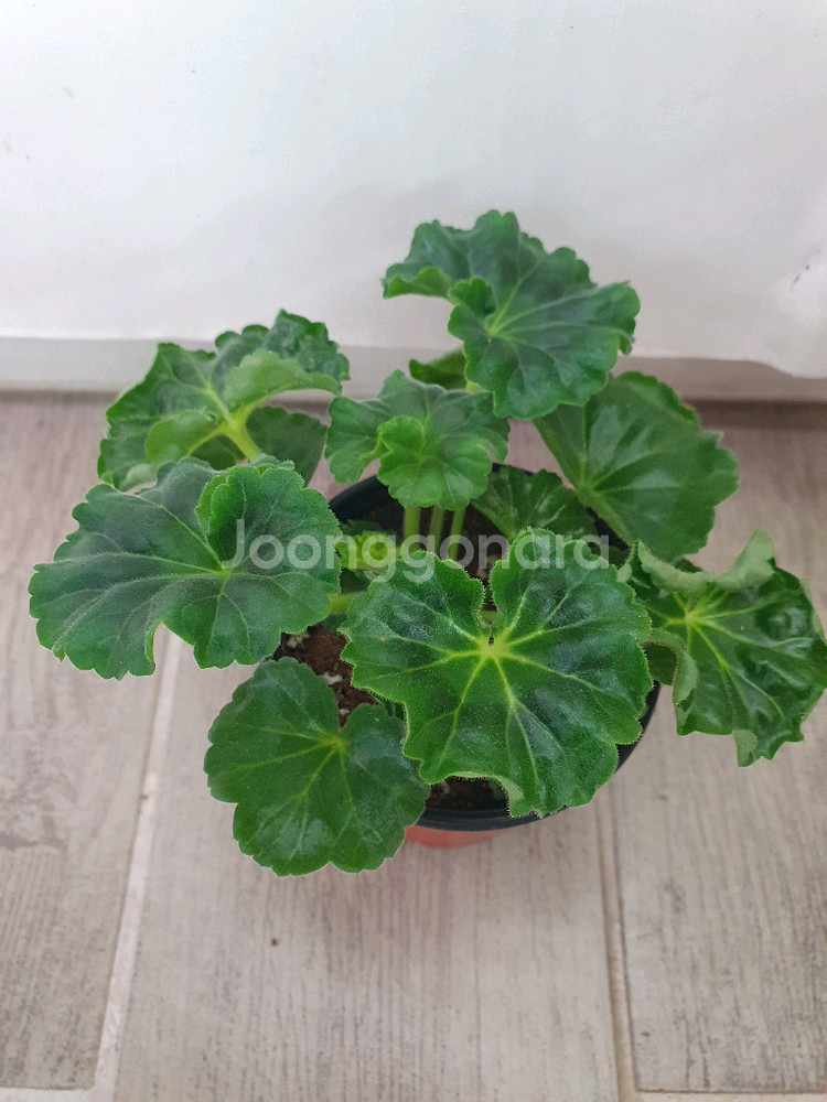 제라늄 안드레아 코니--2