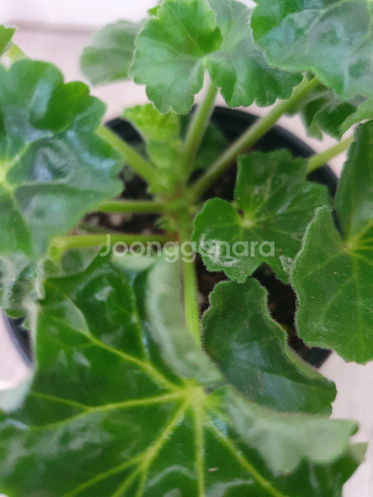 제라늄 안드레아 코니--3