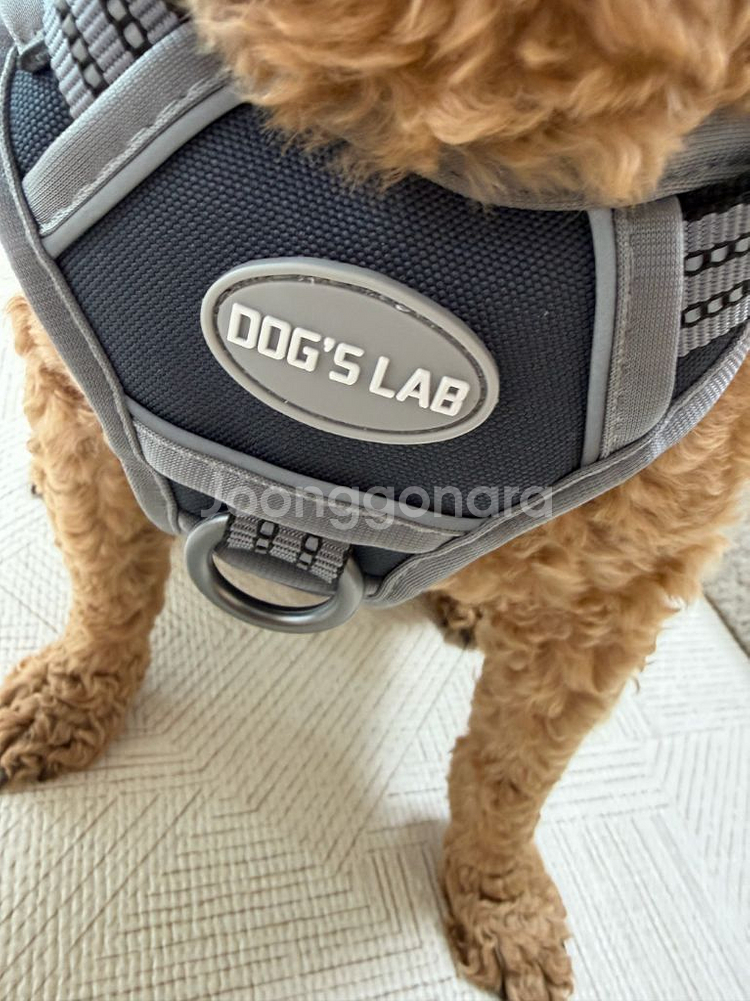 독스랩 강아지 하네스 블루그레이 xs사이즈 (평소 L~xl도 사용)--4