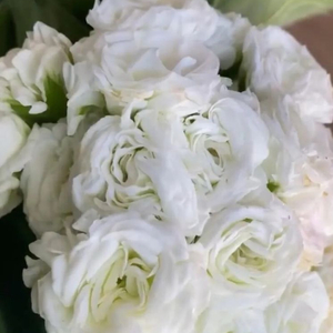 제라늄 이다실버웨딩