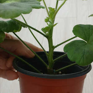 제라늄 심 핑크빛매력