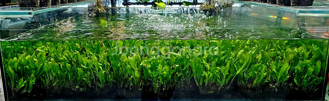 미크로소리움 돔, 미크로소리움 네로리프 저렴히 팝니다(택배됨)--1