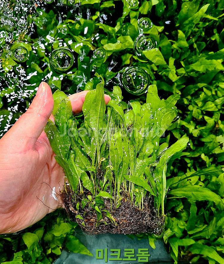 미크로소리움 돔, 미크로소리움 네로리프 저렴히 팝니다(택배됨)--2
