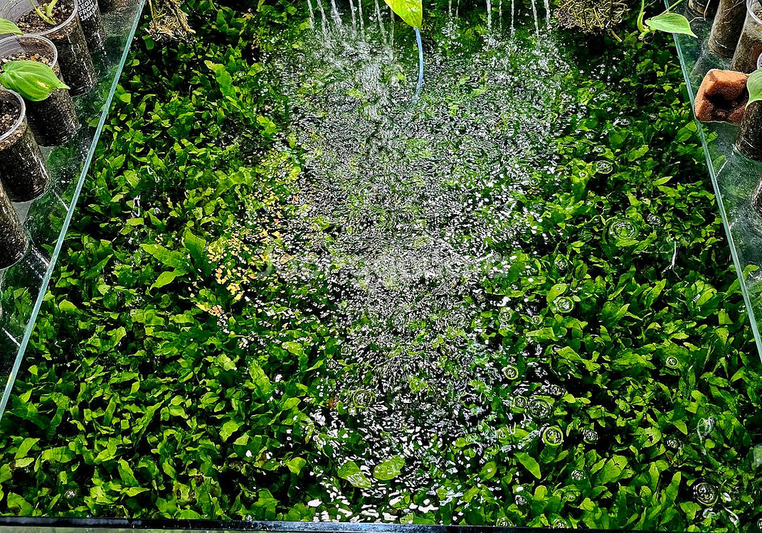 미크로소리움 돔, 미크로소리움 네로리프 저렴히 팝니다(택배됨)--0