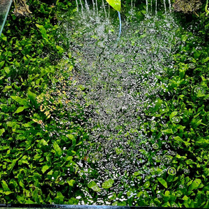 미크로소리움 돔, 미크로소리움 네로리프 저렴히 팝니다(택배됨)