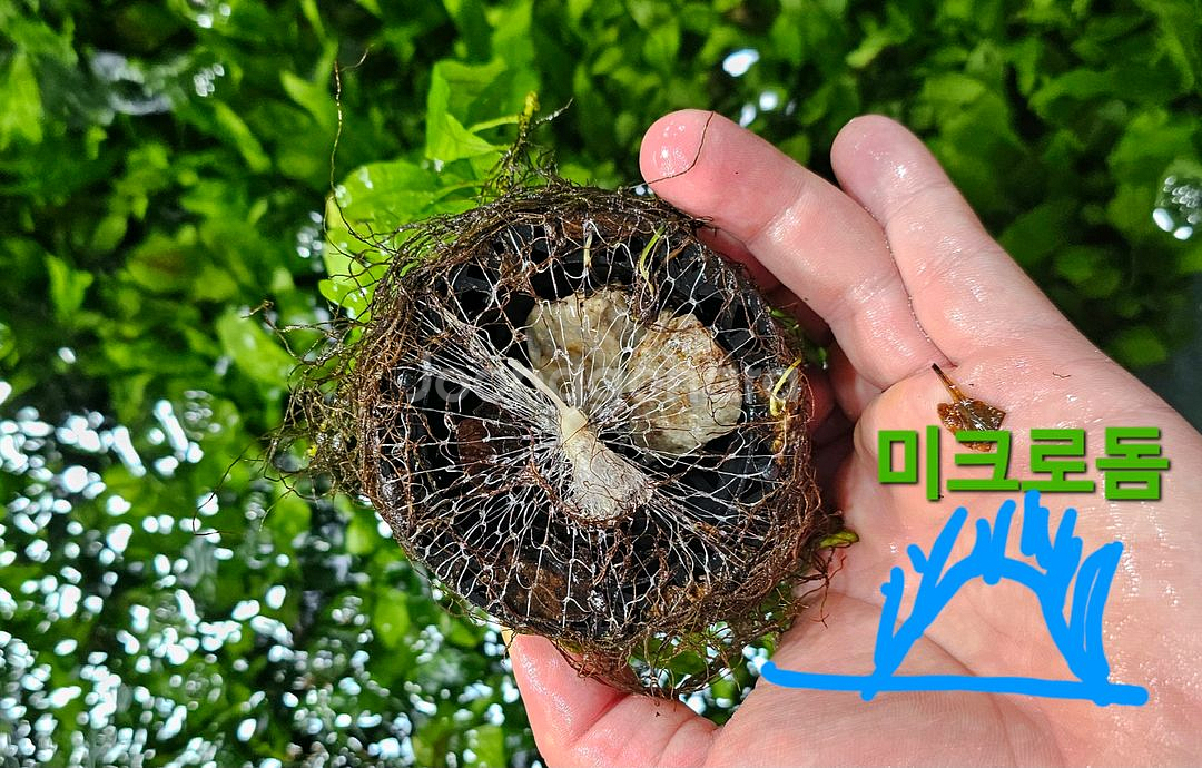 미크로소리움 돔, 미크로소리움 네로리프 저렴히 팝니다(택배됨)--3
