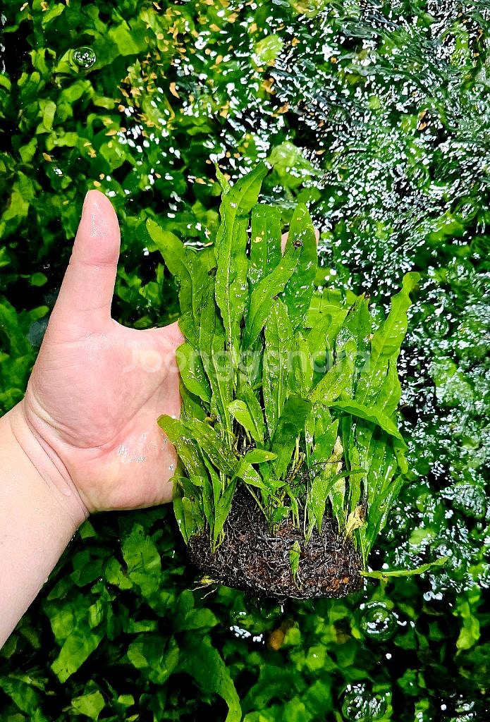 미크로소리움 돔, 미크로소리움 네로리프 저렴히 팝니다(택배됨)--5