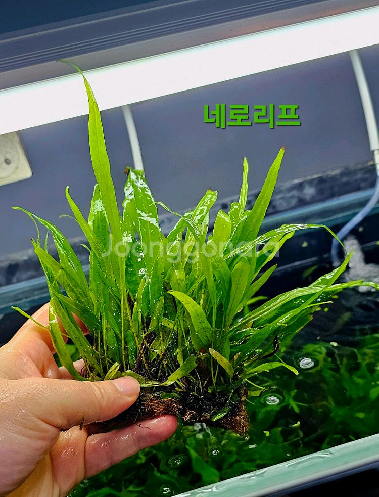 미크로소리움 돔, 미크로소리움 네로리프 저렴히 팝니다(택배됨)--8