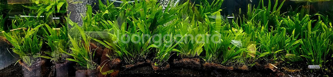 미크로소리움 돔, 미크로소리움 네로리프 저렴히 팝니다(택배됨)--6