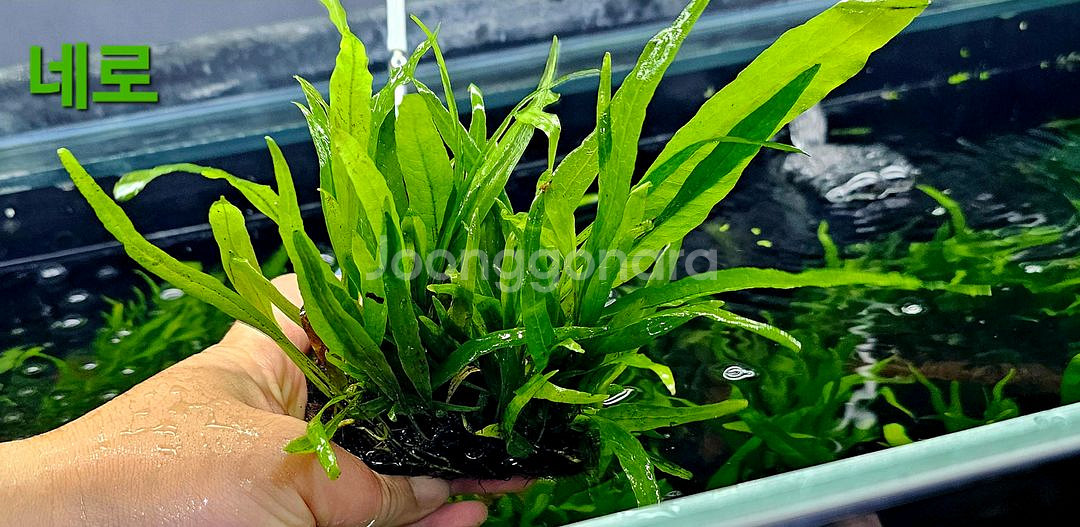 미크로소리움 돔, 미크로소리움 네로리프 저렴히 팝니다(택배됨)--7