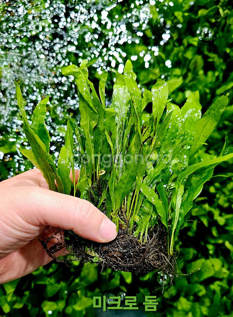 미크로소리움 돔, 미크로소리움 네로리프 저렴히 팝니다(택배됨)--4