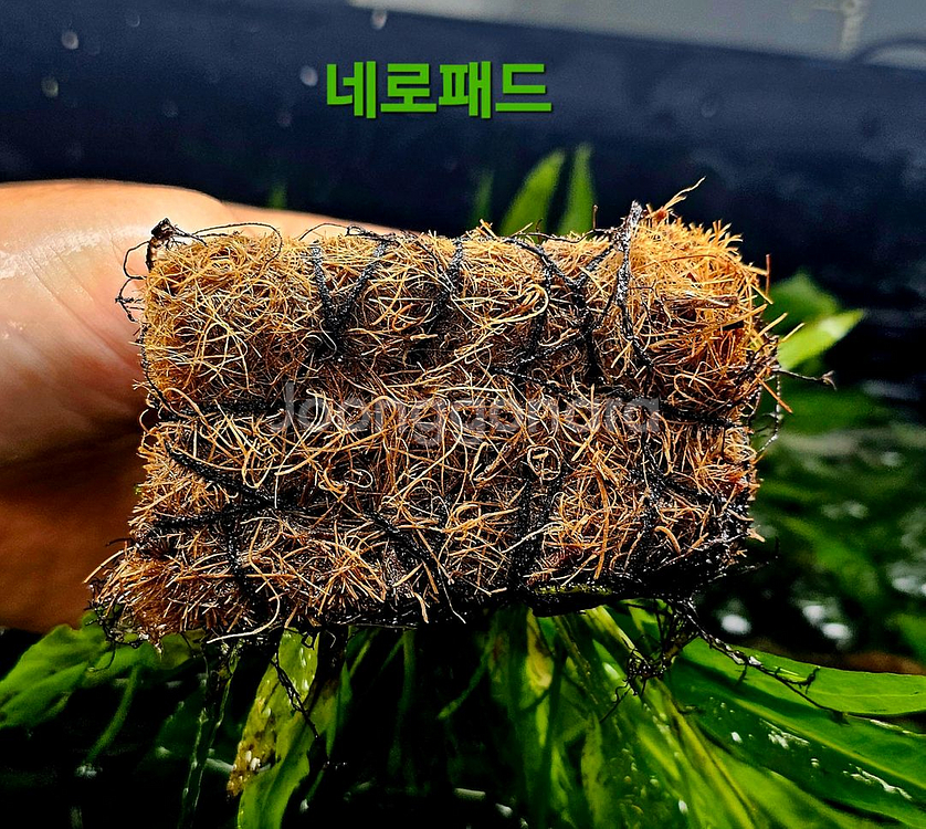 미크로소리움 돔, 미크로소리움 네로리프 저렴히 팝니다(택배됨)--9