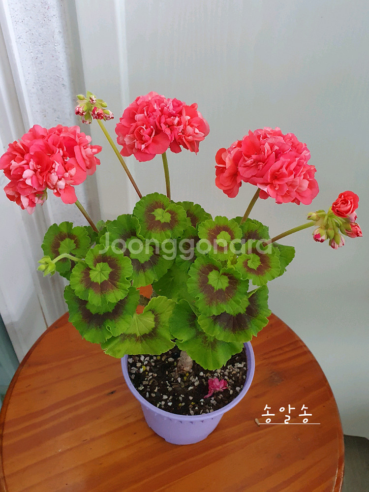 제라늄 3종 매드펄화이트 꽃대있음,송알송 꽃대있음,빌스잼--1