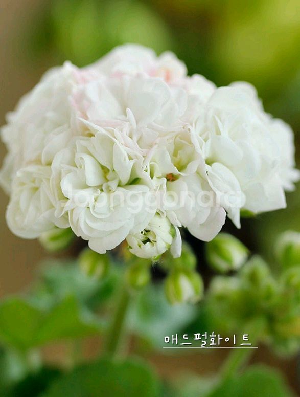 제라늄 3종 매드펄화이트 꽃대있음,송알송 꽃대있음,빌스잼--0