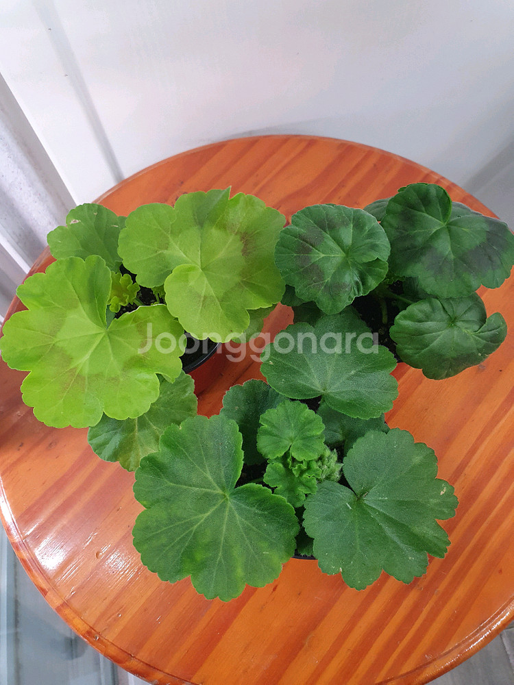 제라늄 3종 매드펄화이트 꽃대있음,송알송 꽃대있음,빌스잼--3