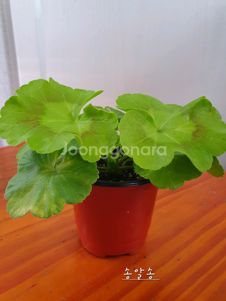 제라늄 3종 매드펄화이트 꽃대있음,송알송 꽃대있음,빌스잼--6