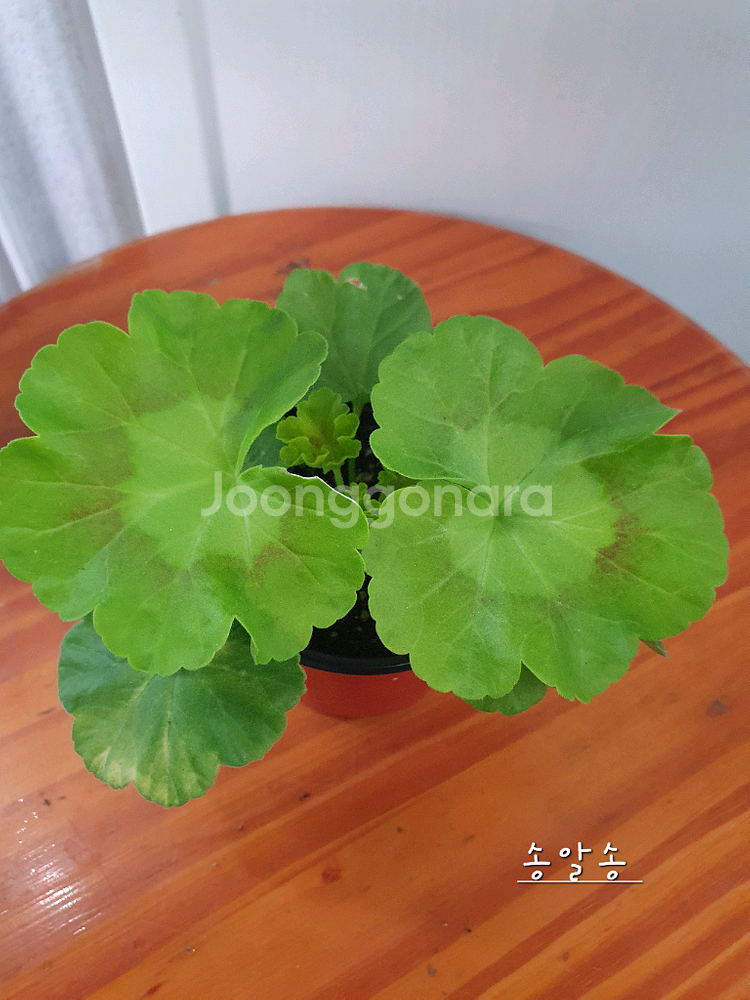 제라늄 3종 매드펄화이트 꽃대있음,송알송 꽃대있음,빌스잼--7