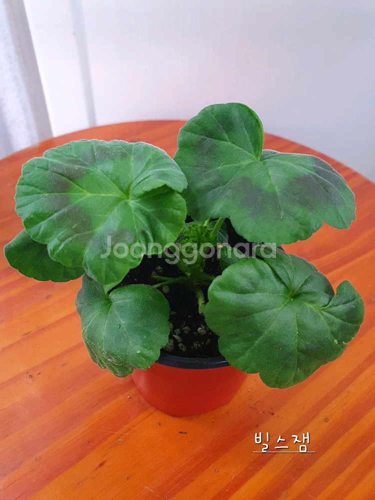 제라늄 3종 매드펄화이트 꽃대있음,송알송 꽃대있음,빌스잼--8