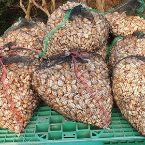 아버지가 직접키우신 6쪽마늘/기본마늘 종자판매합니다.