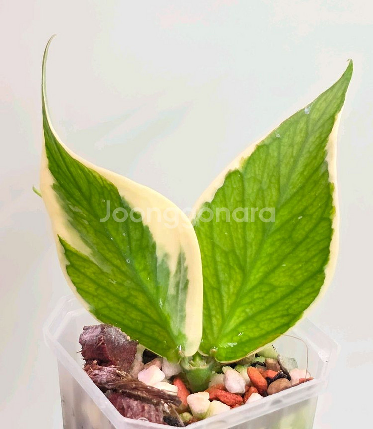 호야 폴리네우라 알보(알로x안스x)--0