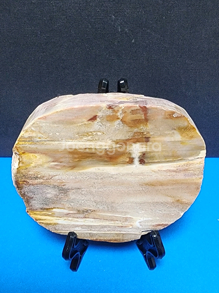 천연 목재화석 슬라이스 화석화된--1