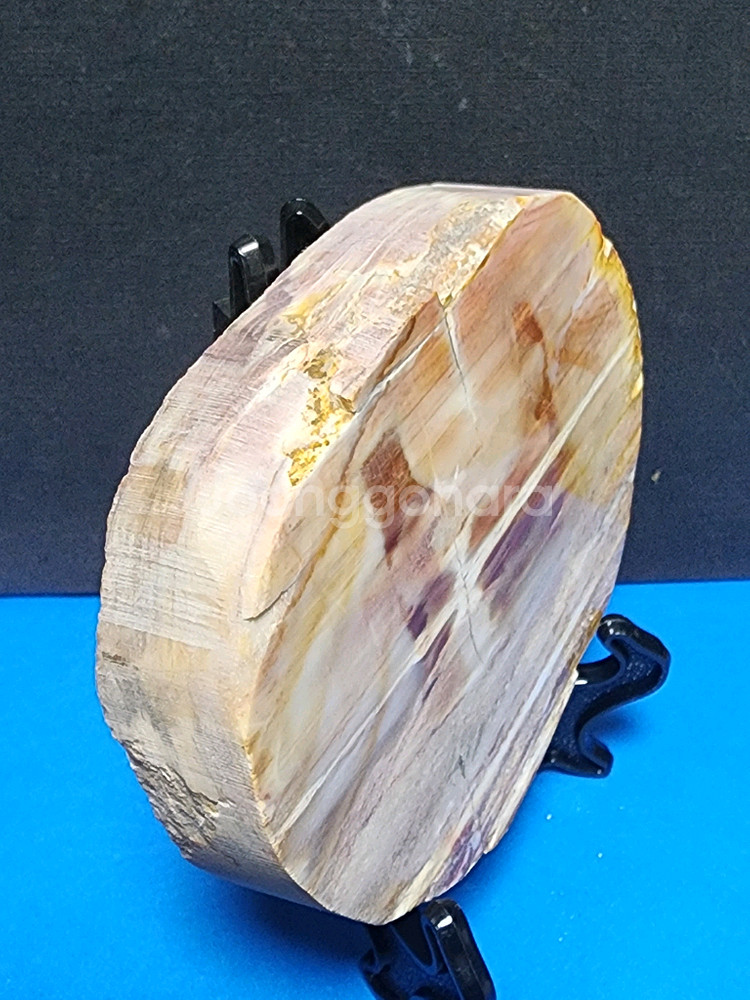 천연 목재화석 슬라이스 화석화된--3