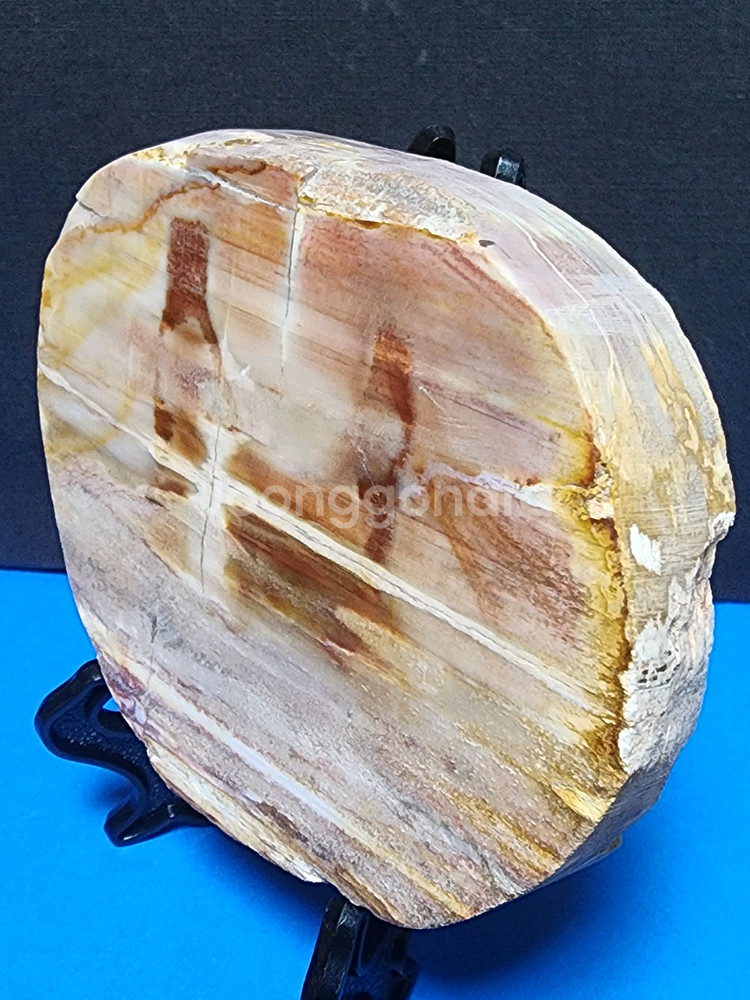 천연 목재화석 슬라이스 화석화된--2