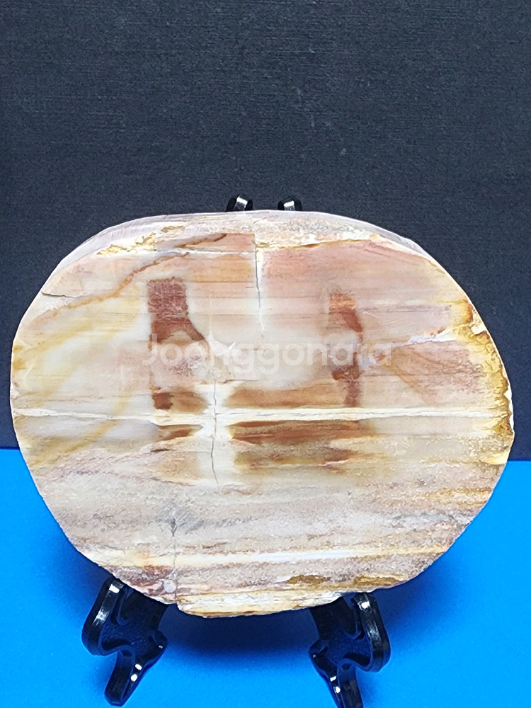 천연 목재화석 슬라이스 화석화된--0