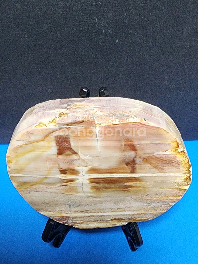 천연 목재화석 슬라이스 화석화된--4